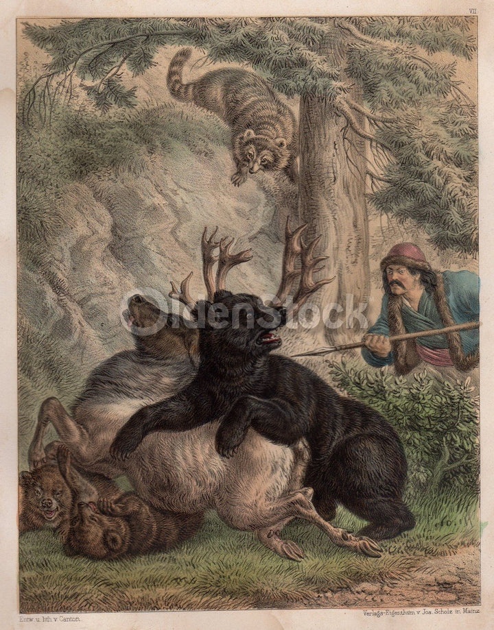 Wild Bear Hunter Hunting Deer Nature Scene Antique Graphic Art Engraving Print 1863