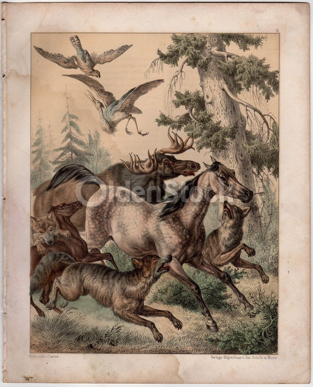 Wild Horses & Moose Hunted by Pack of Wolves Antique Graphic Art Engraving Print 1863
