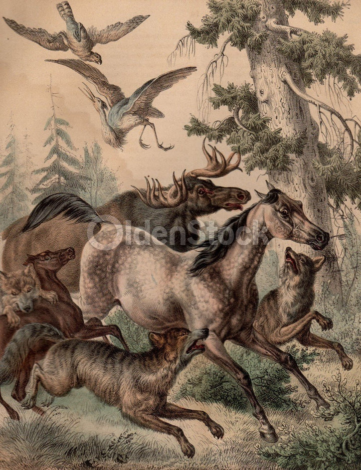 Wild Horses & Moose Hunted by Pack of Wolves Antique Graphic Art Engraving Print 1863