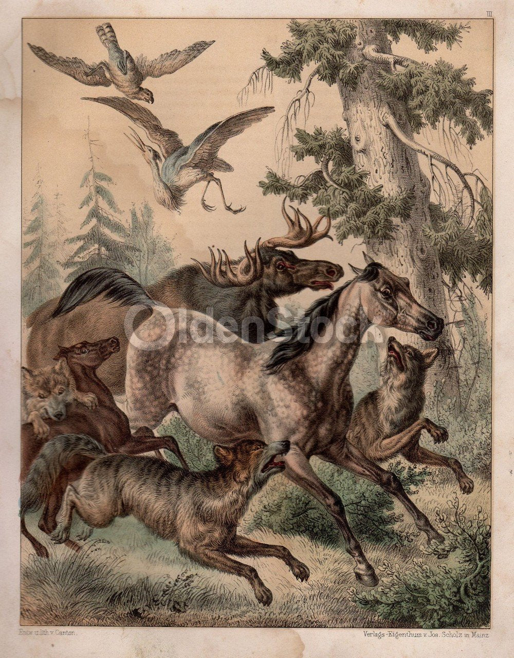 Wild Horses & Moose Hunted by Pack of Wolves Antique Graphic Art Engraving Print 1863