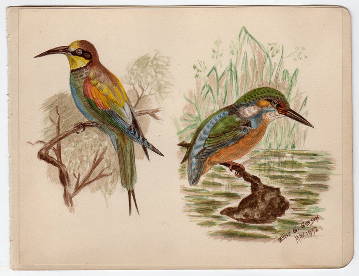 Coraciiformes Bee Eater Wild Birds Signed Antique Ornithology Paintings 1932