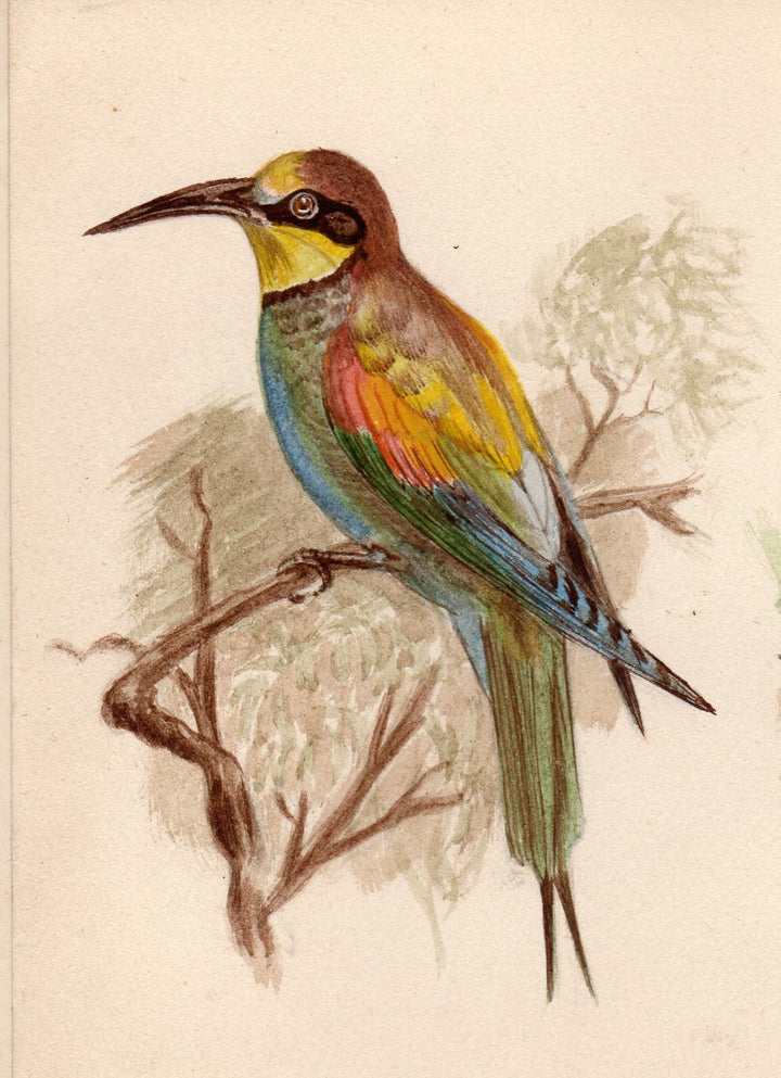 Coraciiformes Bee Eater Wild Birds Signed Antique Ornithology Paintings 1932