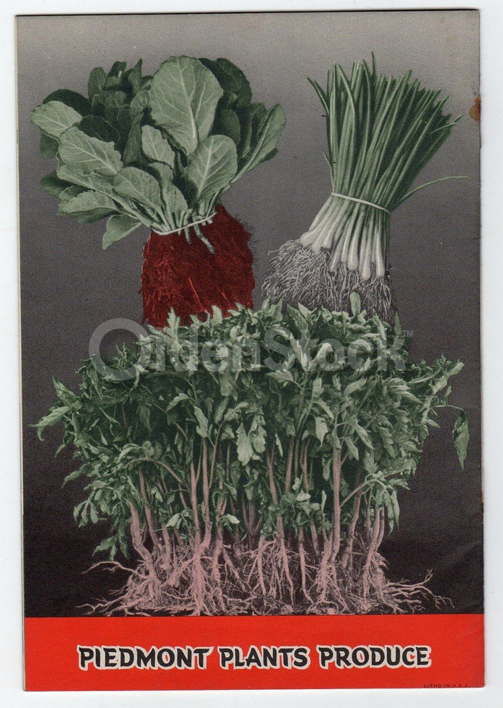 Piedmont Plants Company Greenville South Carolina Vintage Graphic Advertising Catalog