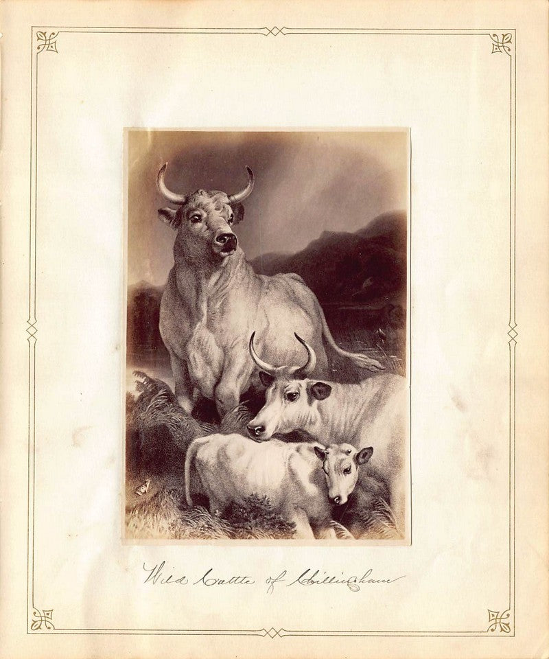 Edwin Henry Landseer Wild Cattle Painting Antique Albumen Print Photo c.1900