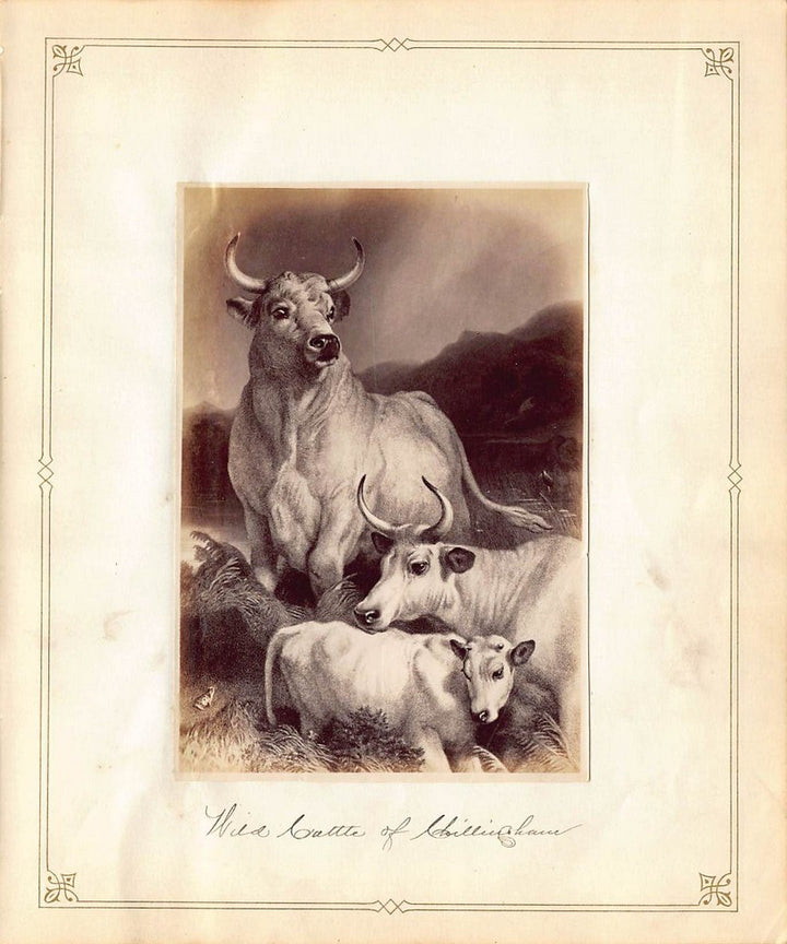 Edwin Henry Landseer Wild Cattle Painting Antique Albumen Print Photo c.1900