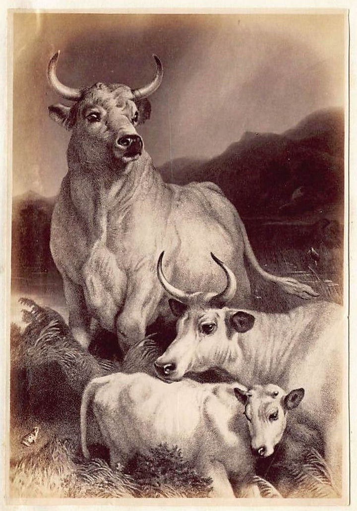 Edwin Henry Landseer Wild Cattle Painting Antique Albumen Print Photo c.1900