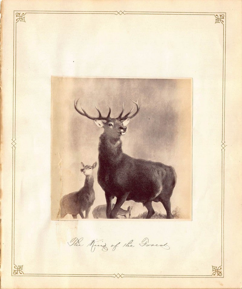 Edwin Henry Landseer Stag Deer Painting Antique Albumen Print Photo c.1900