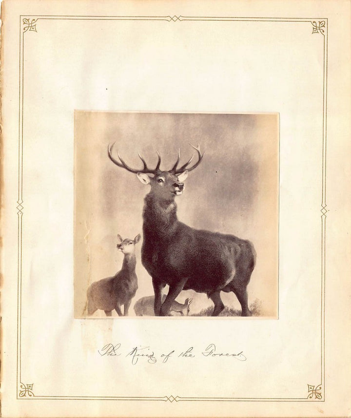 Edwin Henry Landseer Stag Deer Painting Antique Albumen Print Photo c.1900