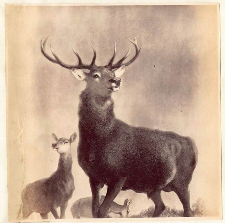 Edwin Henry Landseer Stag Deer Painting Antique Albumen Print Photo c.1900