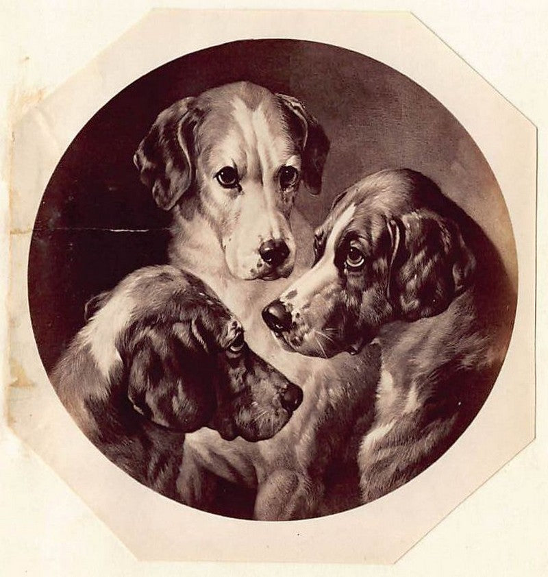 William Barraud Pack of Hounds Dog Painting Antique Albumen Print Photo c.1900