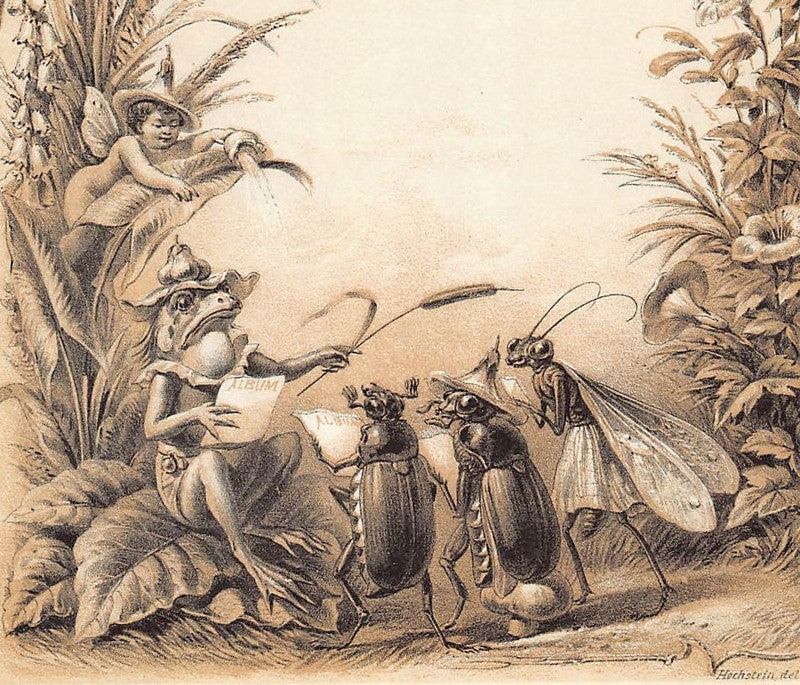 Mr Frog and Beetle People Antique Fantasy Illustration Art by Hochstein