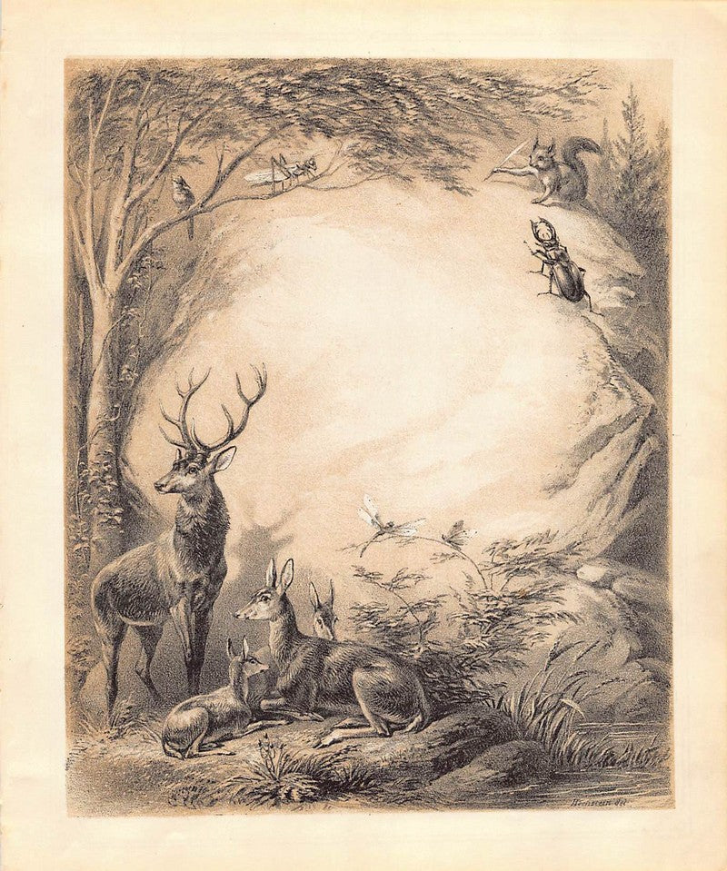Stag Deer and Fawns Antique Fantasy Wildlife Illustration Art by Hochstein