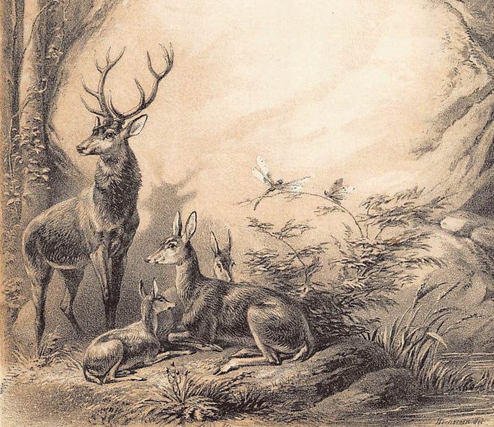 Stag Deer and Fawns Antique Fantasy Wildlife Illustration Art by Hochstein