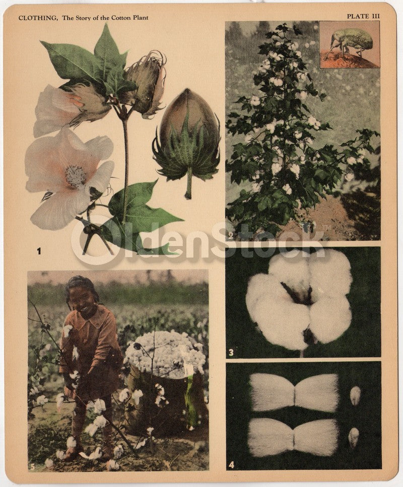 Southern Cotton Picking and Making Antique Graphic Art Educational Poster Card 1934