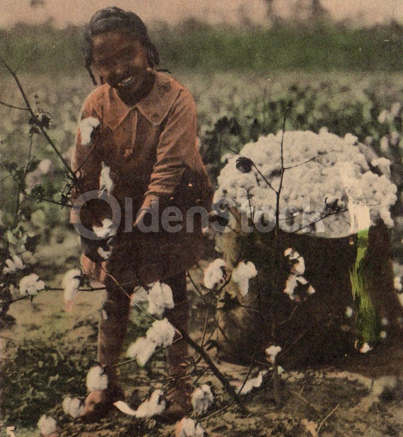 Southern Cotton Picking and Making Antique Graphic Art Educational Poster Card 1934