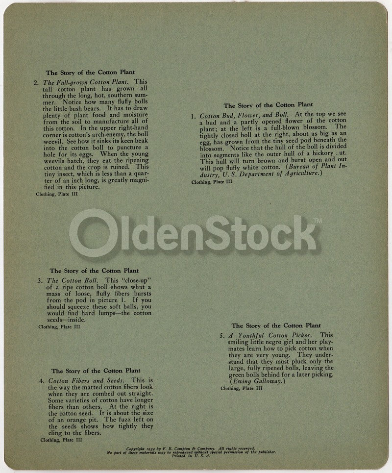 Southern Cotton Picking and Making Antique Graphic Art Educational Poster Card 1934