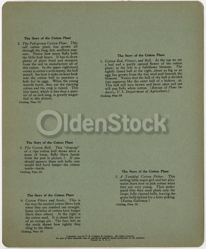 Southern Cotton Picking and Making Antique Graphic Art Educational Poster Card 1934