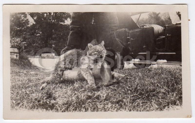 American Bobcat Kill Vintage 1920s Hunting Trophy Snapshot Photograph