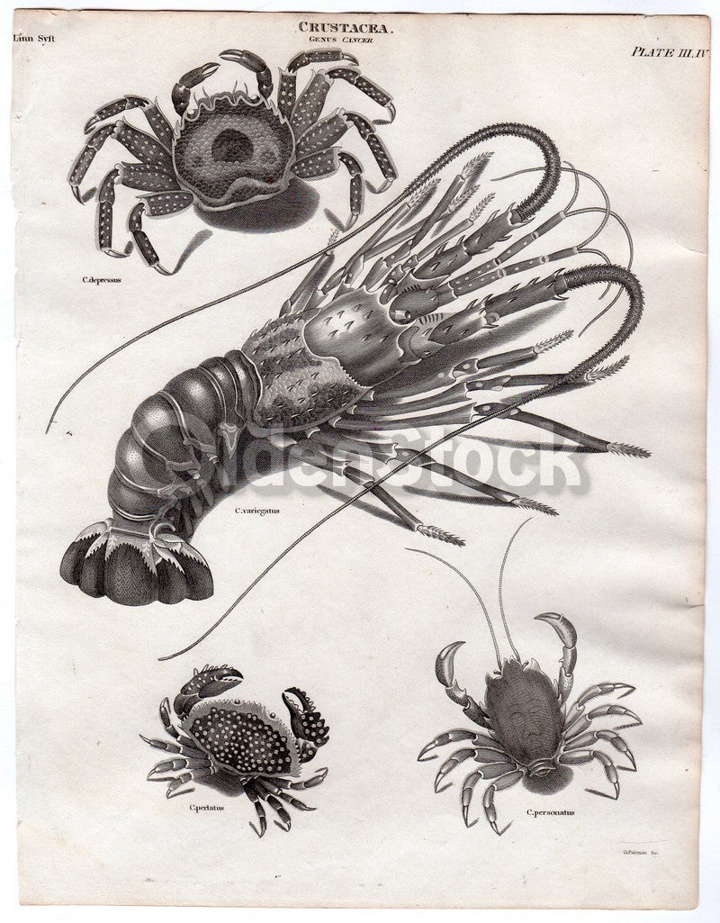 Lobsters and Crabs Crustacea Sea Life Antique Engraving Print Plate