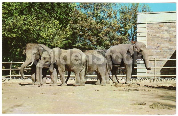 National Zoo Elephants Washington DC Vintage 1950s Souvenir Jumbo Postcard