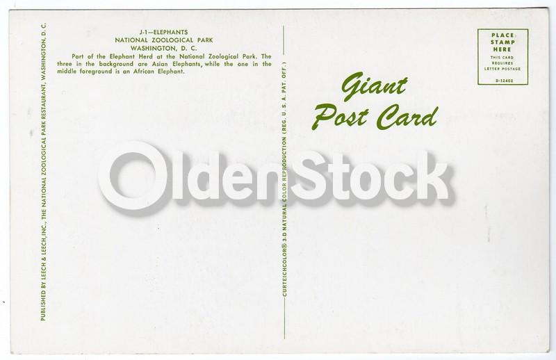 National Zoo Elephants Washington DC Vintage 1950s Souvenir Jumbo Postcard